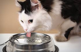 cats need water