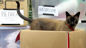 Making The New Place Their Home