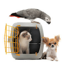Your Pet Will Thank You