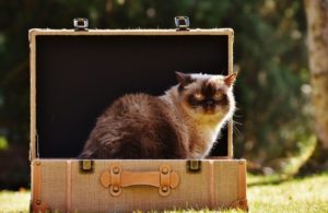 Travel with Your Cat