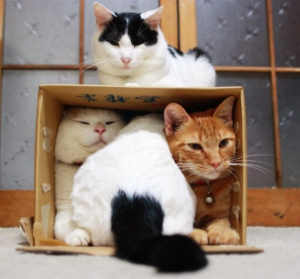 Pet Sitters love pets
