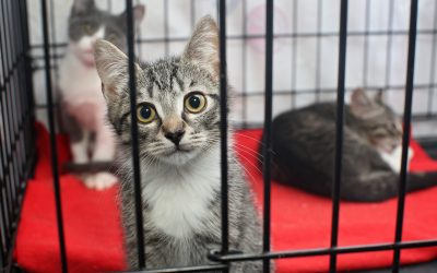 Before Adopting A Cat