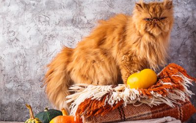50 Popular Cat Breeds