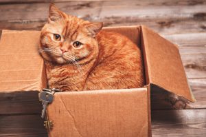 Keep Cats Health Tabby in box