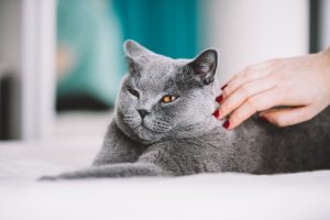 Lady Petting Grey Cat