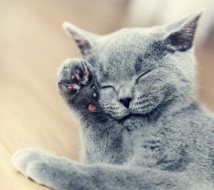 Cats Kept Healthy Grey Cat Grooming