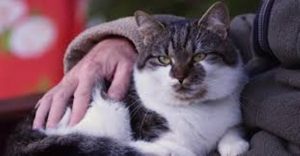 Older Abandoned Cat held on lap