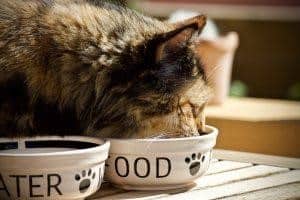  Senior Brown cat eating from a white bowl