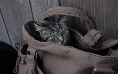 Moving Long-Distance with Cat