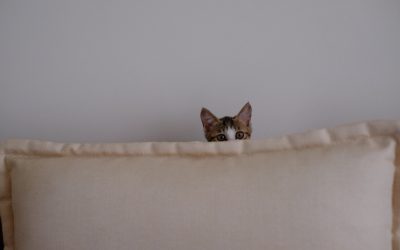 Safe Space Cat to Hide