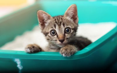 How to Choose Right Cat Litter