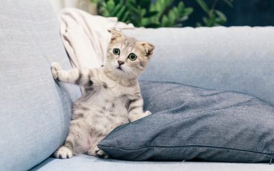How Introduce Cat  to a New Home