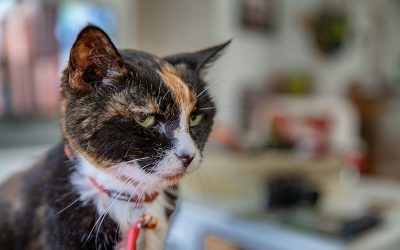 Senior Cat Budget-Friendly Tips