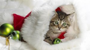 Cat Santa Hat Holiday Travel