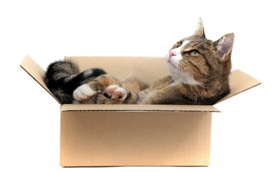 Downsizing With Cats