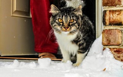 Keep Cat Safe and Warm During Winter