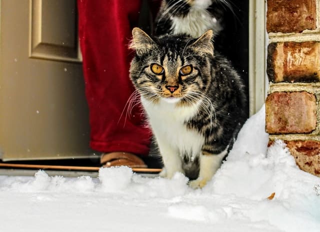 Keep Cat Safe and Warm During Winter
