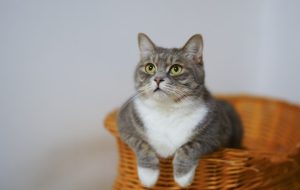 A cat in a woven basket