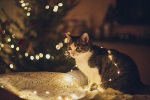 Cat near warm christmas lights