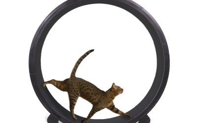 Your Cat to Exercise