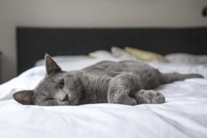 Cats sleep on bed