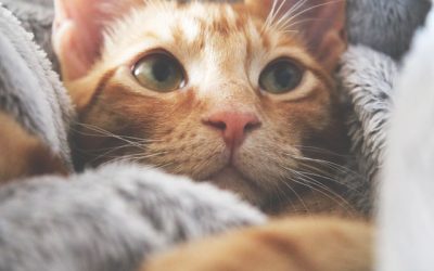 6 Ways Cats Improve Mental Health