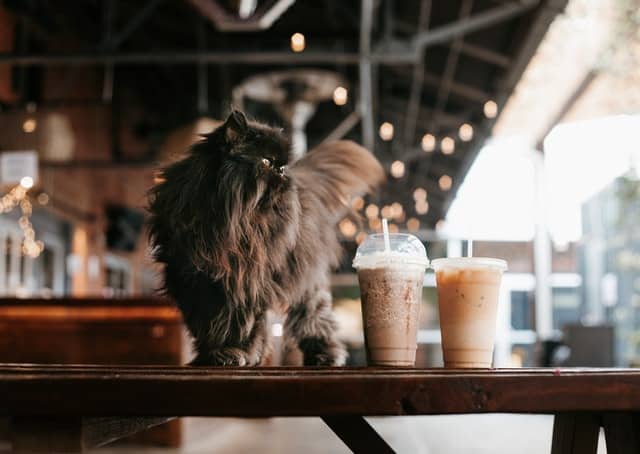 : A furry cat standing on a table next to two plastic cups of coffee