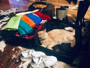 Orange Tabby cat in luggage