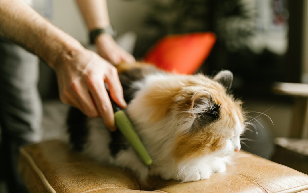 5 Tips Grooming Cats