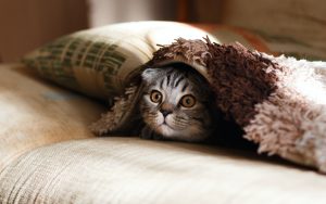 Shelter cat under blanket