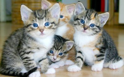 Right Shelter Cat for You