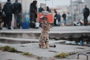 Cat alone on the street