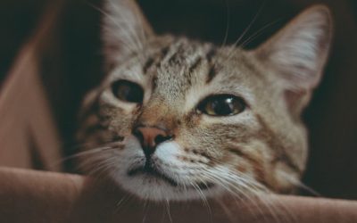 Prepare  Home for Rescue Cat