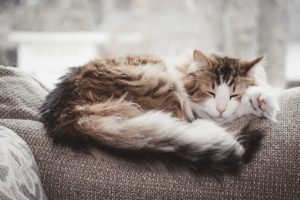 Longhair cat sleeping on sofa