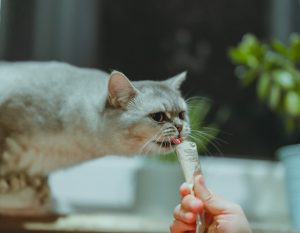 Cat licking Gertain getting medicine