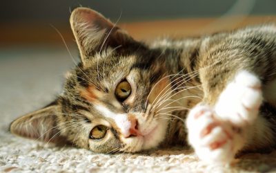 Tricks Give Cat Medicine