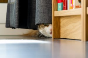 Stray cat disw under curtain