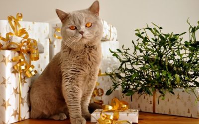 Brown Cat Celebrating Holidays