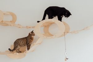 Cats wall playground