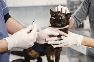 Vet preparing to give a cat a vaccine