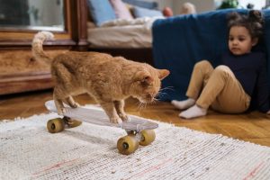 ginger cat on a skateboard