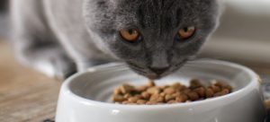 : A cat eating food from a bowl