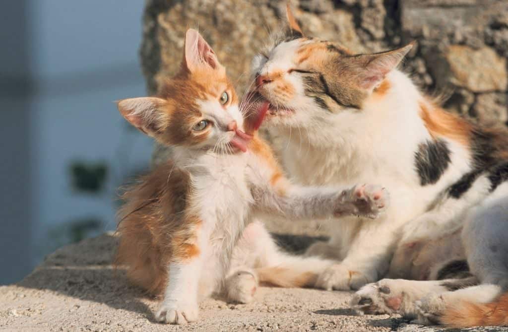 Why Cats Lick Each Other