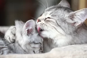 Grey white cat licking other cat
