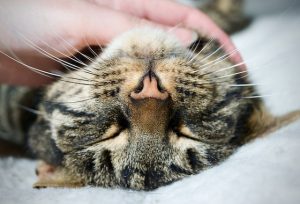 An upside-down cat's face with closed eyes as they're pet.
