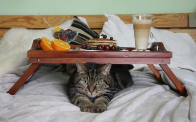 Cat laying under table Homemade Food