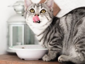 A grey cat eats homemade food from a white bowl while licking her mouth.