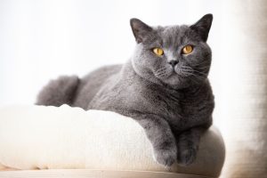British Shorthair independent and affectionate