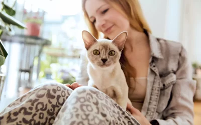 Affectionate cat in lady's lap