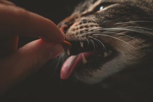 Alt-tag: A cat with its mouth wide open being given a treat.